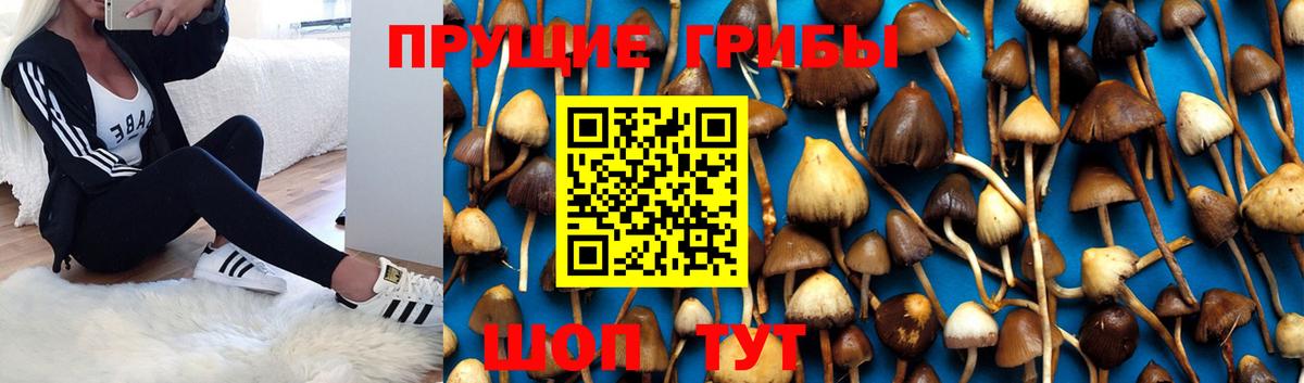 Псилоцибиновые грибы Psilocybine cubensis  Галлюциногенные грибы мухоморы  Вход с VPN  Александров 